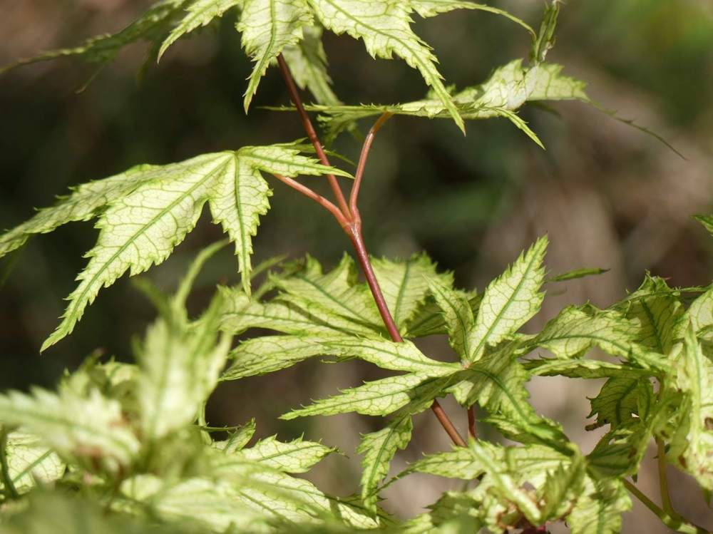 jeune bois de aceraceae acer palmatum ssp. matsumurae cv. 'shigitatsu sawa'