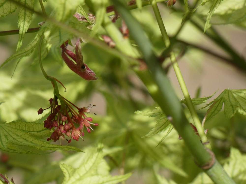 fleur de aceraceae acer palmatum ssp. matsumurae cv. 'shigitatsu sawa'