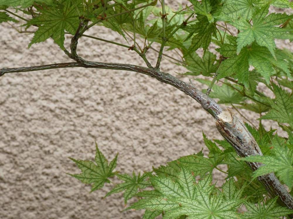 écorce de aceraceae acer palmatum ssp. matsumurae cv. 'shigitatsu sawa'