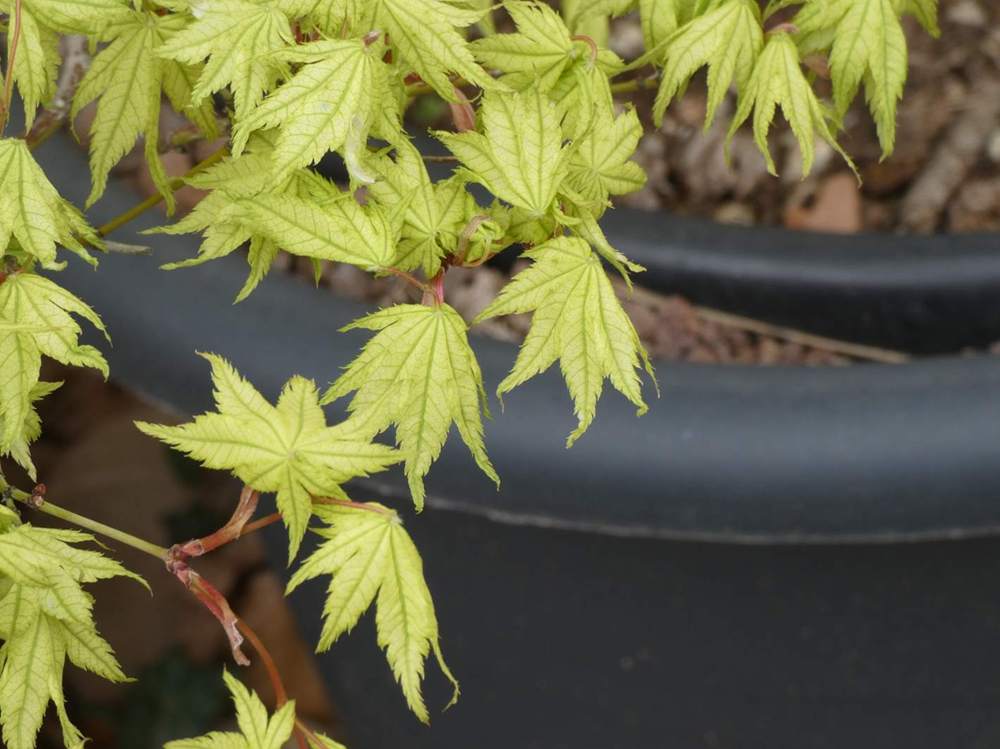 printemps de aceraceae acer palmatum ssp. matsumurae cv. 'shigitatsu sawa'