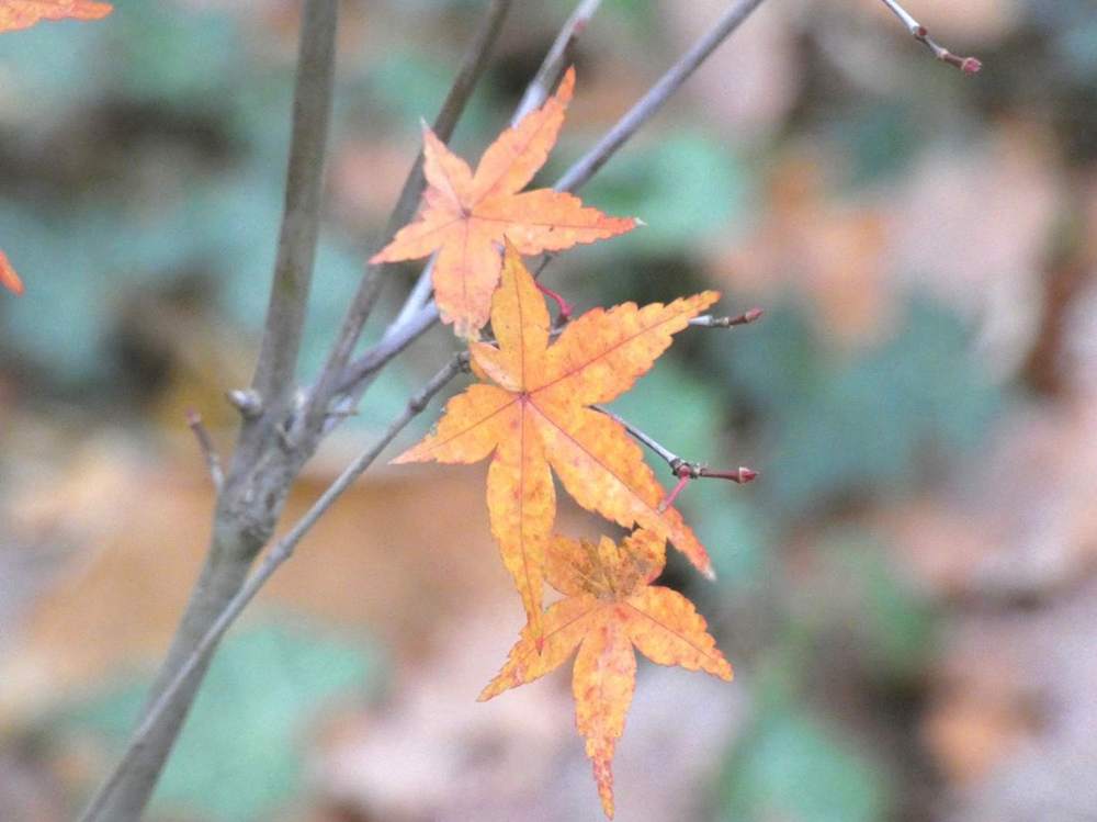 automne de aceraceae acer palmatum cv. 'shin deshõjõ'