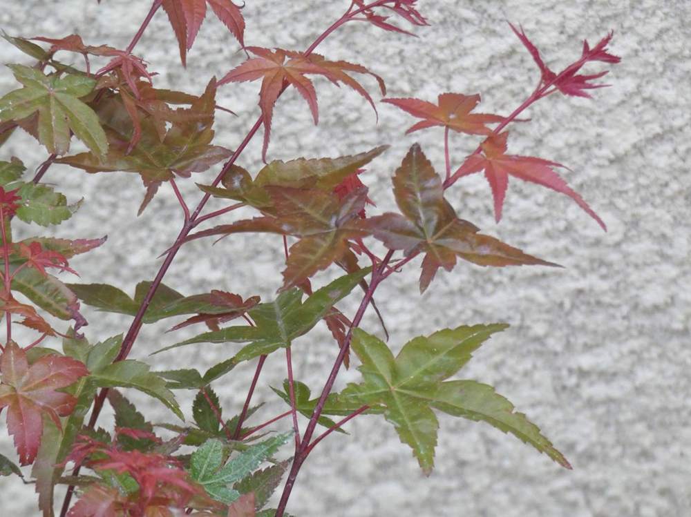 été de aceraceae acer palmatum cv. 'shin deshõjõ'