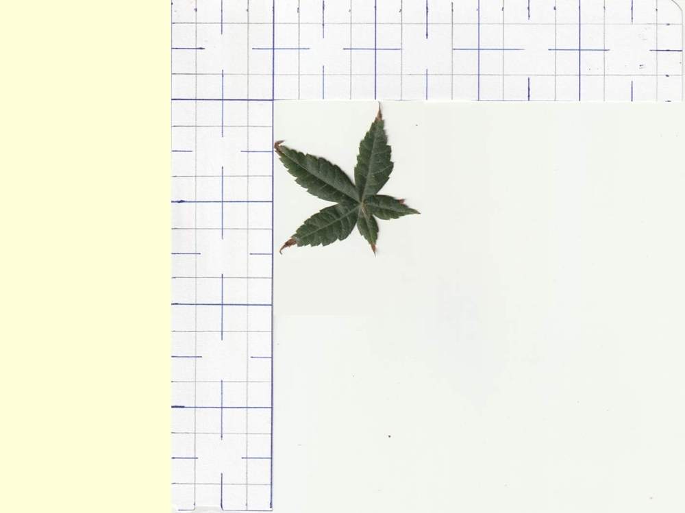 Aceraceae Acer palmatum cv. 'shin deshõjõ'