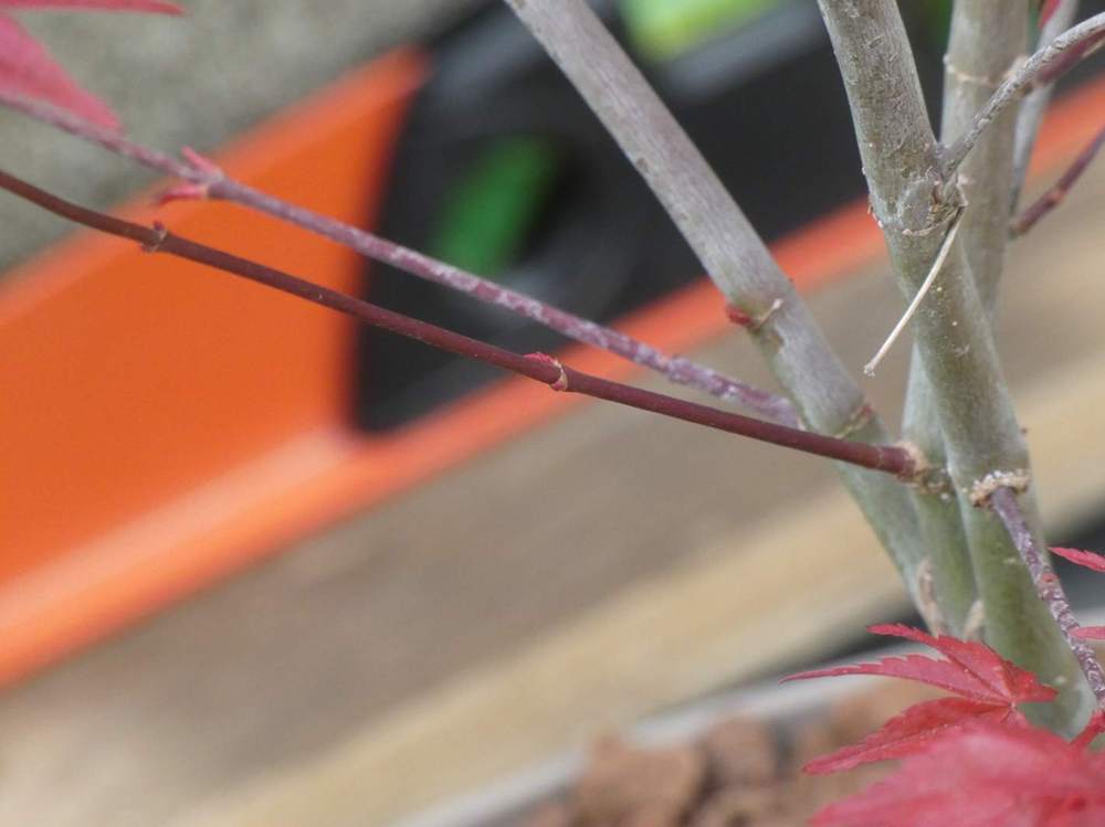 jeune bois de aceraceae acer palmatum cv. 'shin deshõjõ'