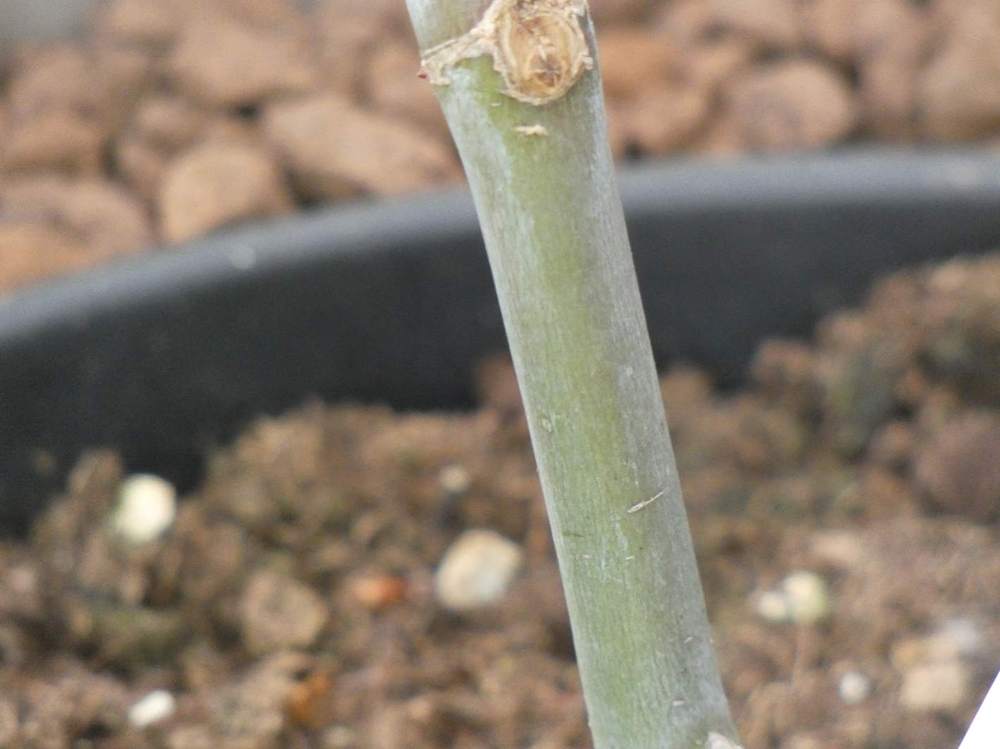 écorce de aceraceae acer palmatum cv. 'shin deshõjõ'