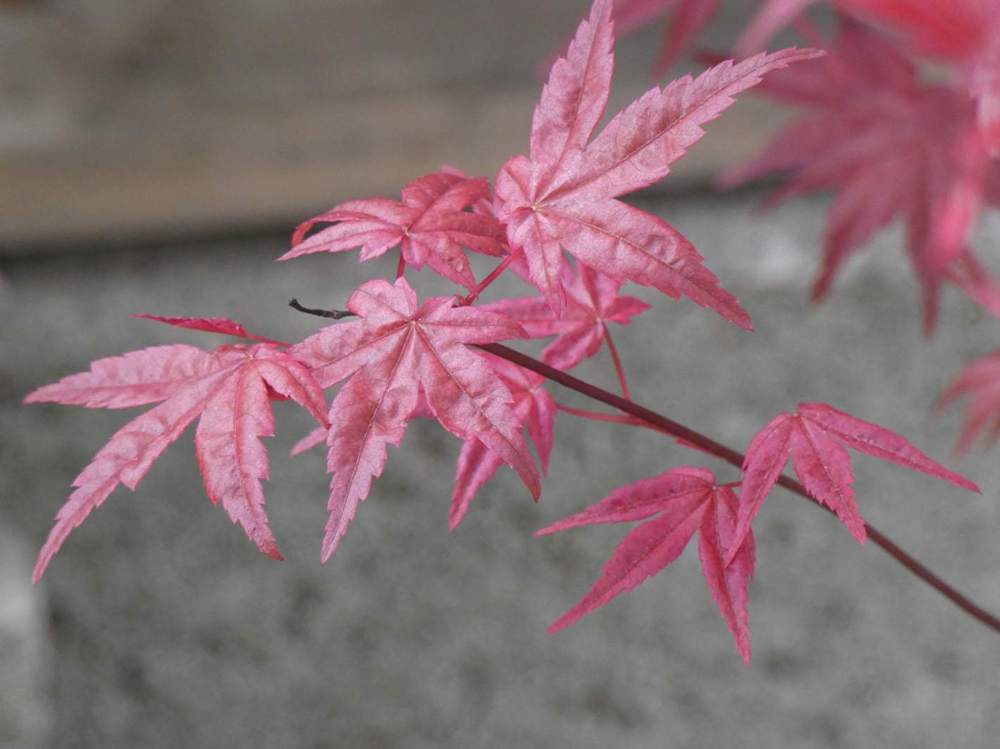printemps de aceraceae acer palmatum cv. 'shin deshõjõ'