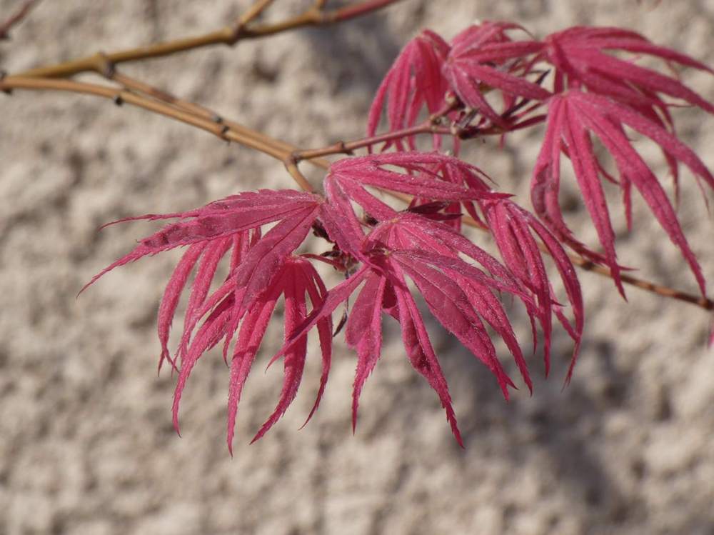printemps de aceraceae acer palmatum cv. 'shirazz'