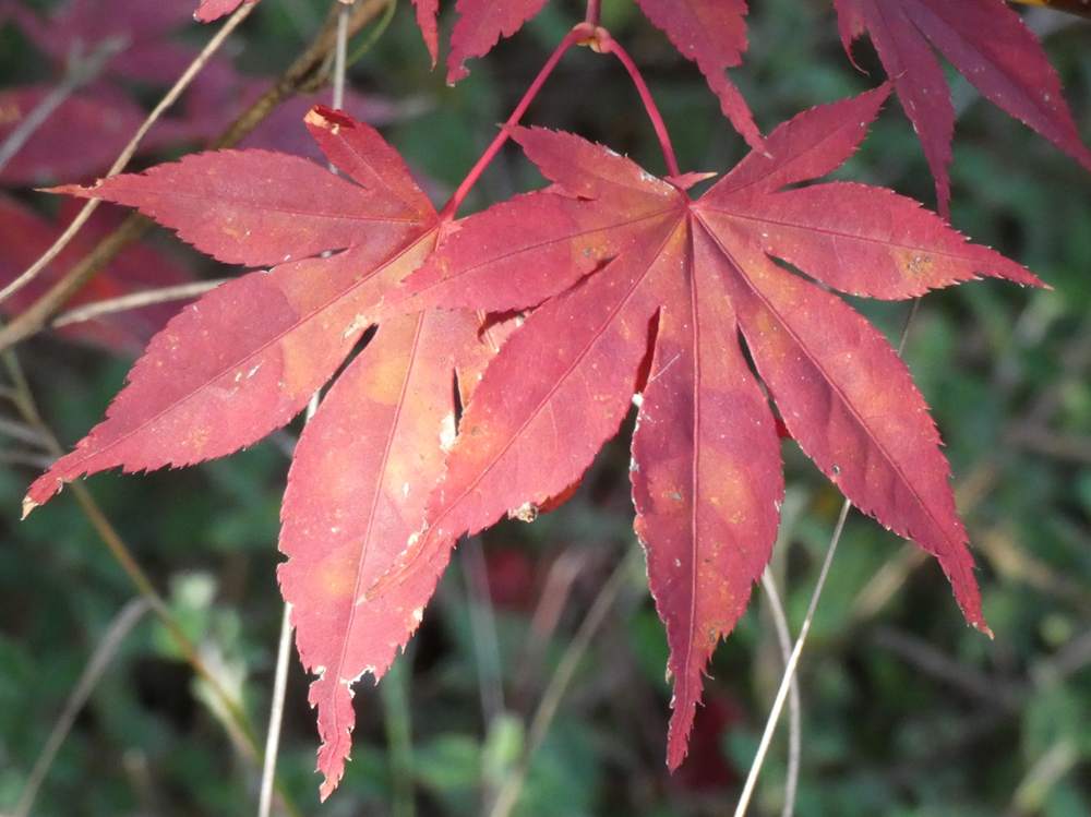 automne de aceraceae acer palmatum ssp. amoenum cv. 'shõjõ nomura'