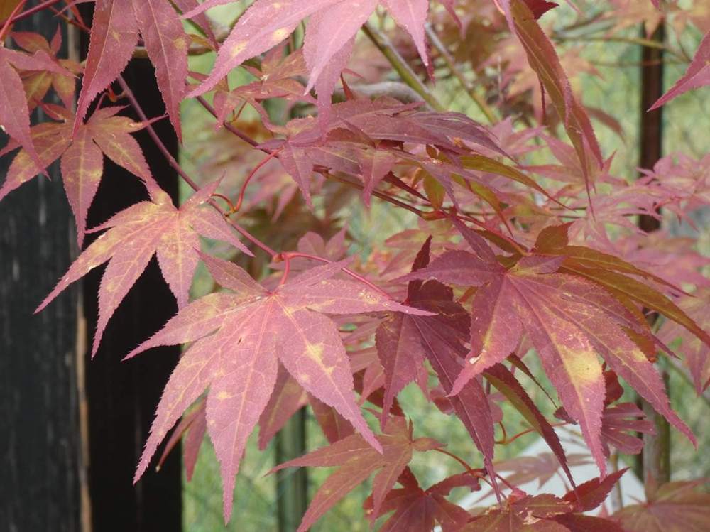 été de aceraceae acer palmatum ssp. amoenum cv. 'shõjõ nomura'