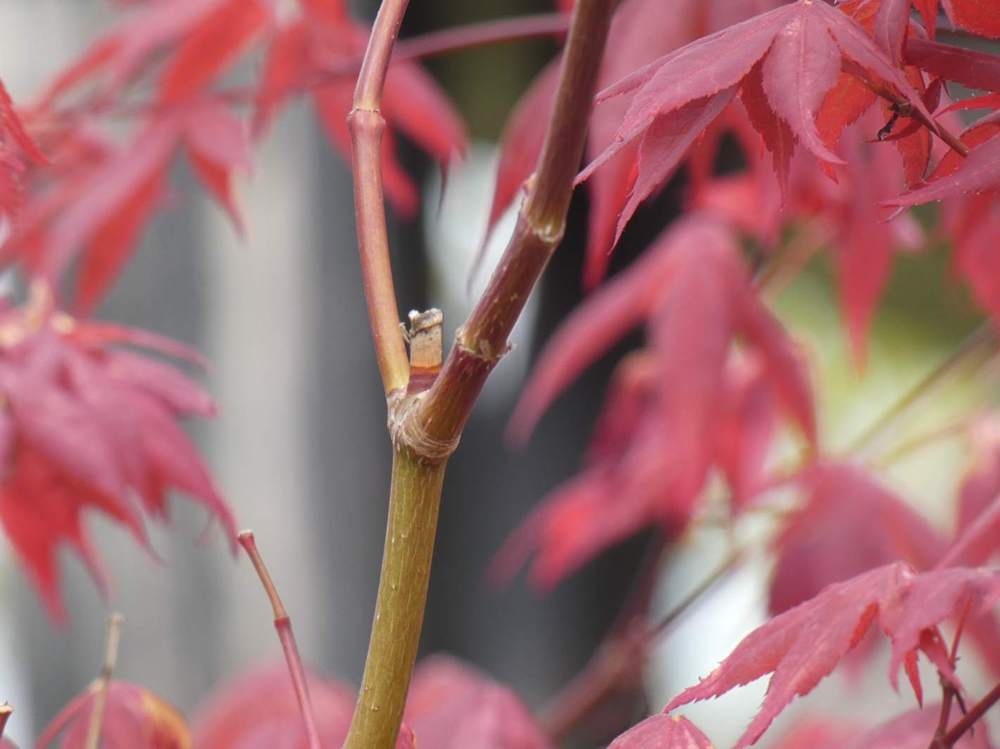 jeune bois de aceraceae acer palmatum ssp. amoenum cv. 'shõjõ nomura'