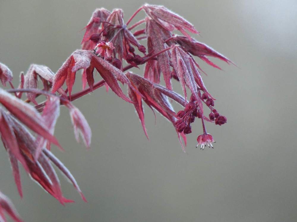 fleur de aceraceae acer palmatum ssp. amoenum cv. 'shõjõ nomura'