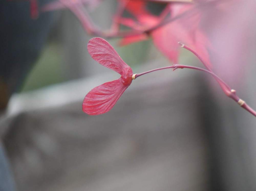 samare de aceraceae acer palmatum ssp. amoenum cv. 'shõjõ nomura'