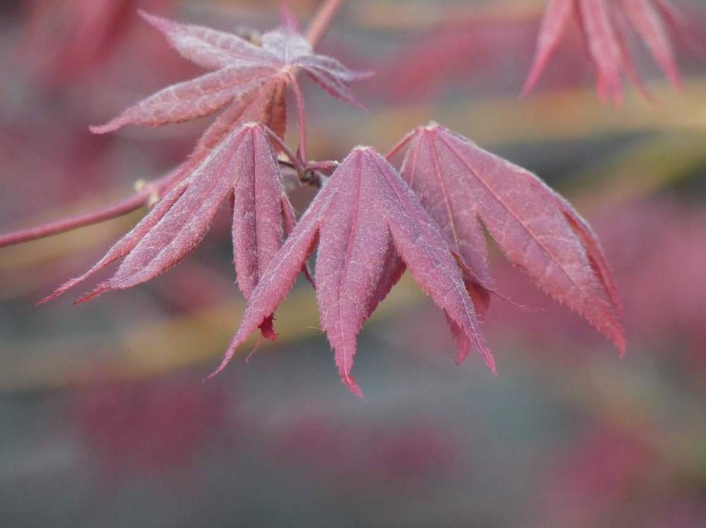 printemps de aceraceae acer palmatum ssp. amoenum cv. 'shõjõ nomura'