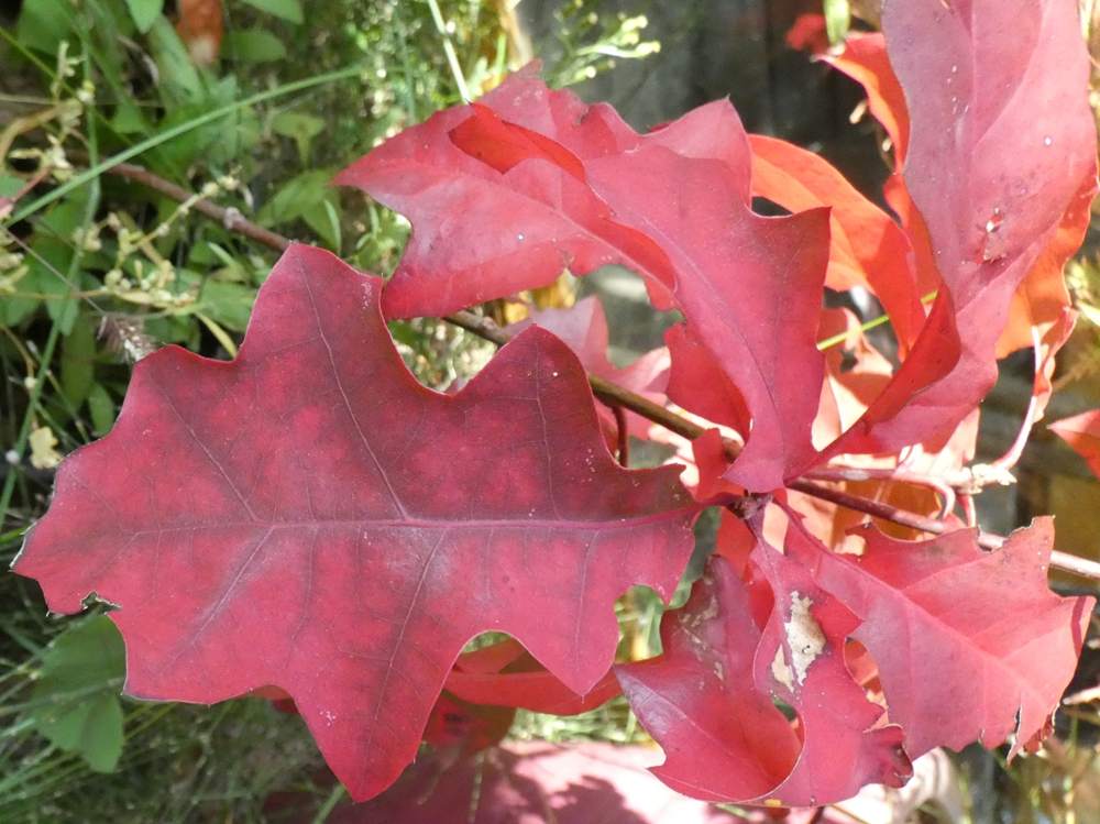 automne de fagaceae quercus shumardii