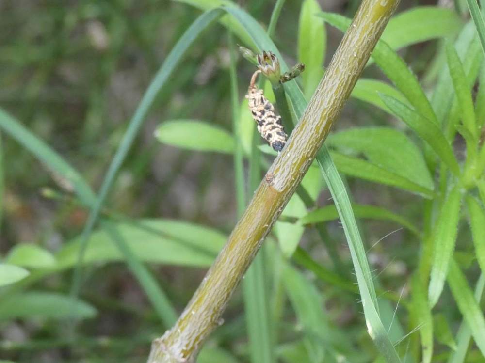 écorce de fagaceae quercus shumardii