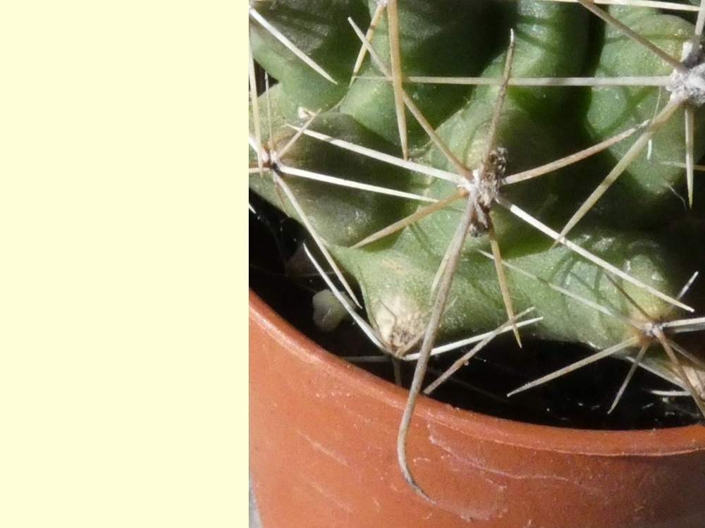 aréole-aiguillon de cactaceae hamatocactus hamatacanthus ssp. sinuatus