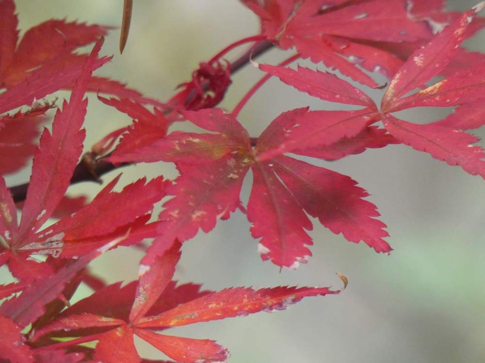 automne de aceraceae acer palmatum cv. 'skeeter's broom'