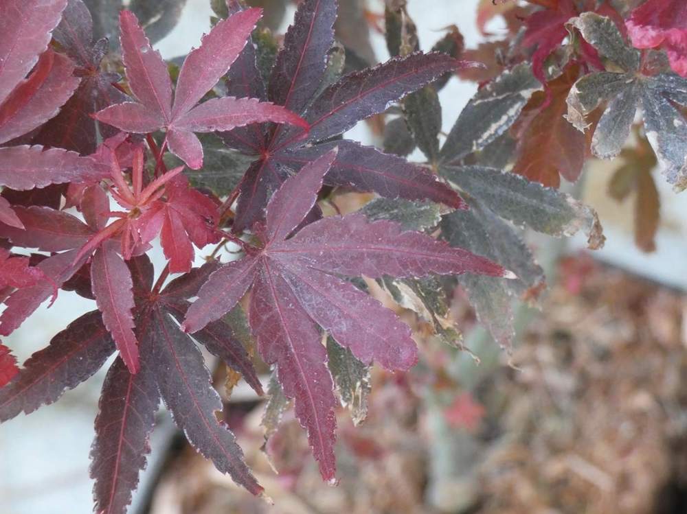été de aceraceae acer palmatum cv. 'skeeter's broom'