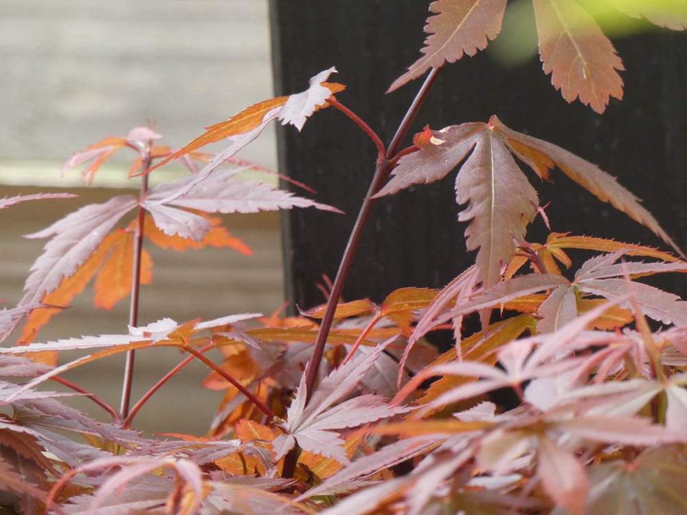jeune bois de aceraceae acer palmatum cv. 'skeeter's broom'