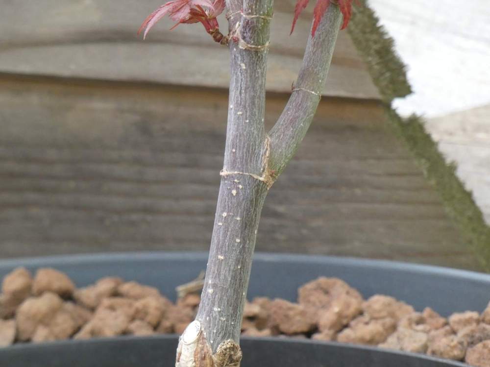 écorce de aceraceae acer palmatum cv. 'skeeter's broom'