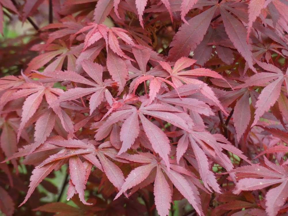 printemps de aceraceae acer palmatum cv. 'skeeter's broom'