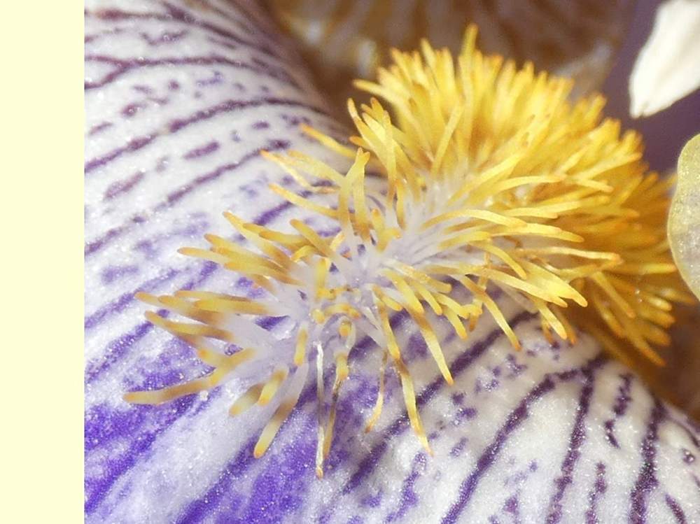 barbe de iridaceae iris barbu cv. 'slovak prince'