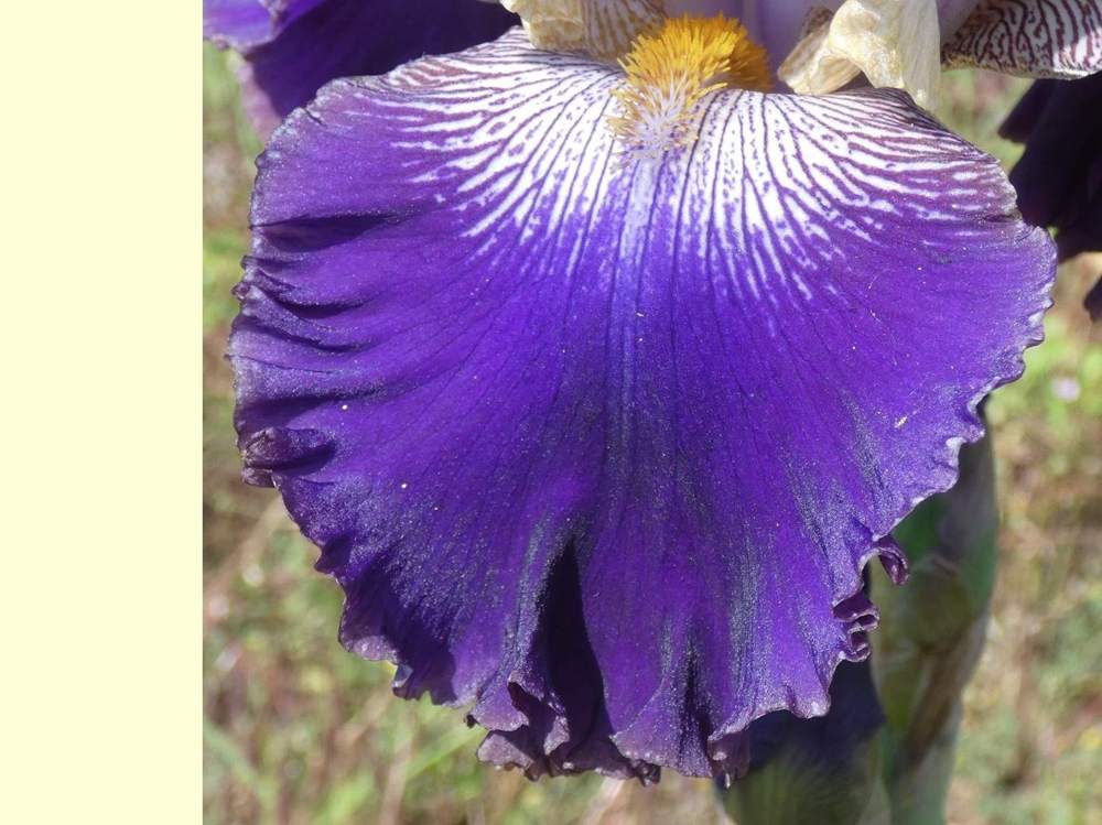 sépale de iridaceae iris barbu cv. 'slovak prince'