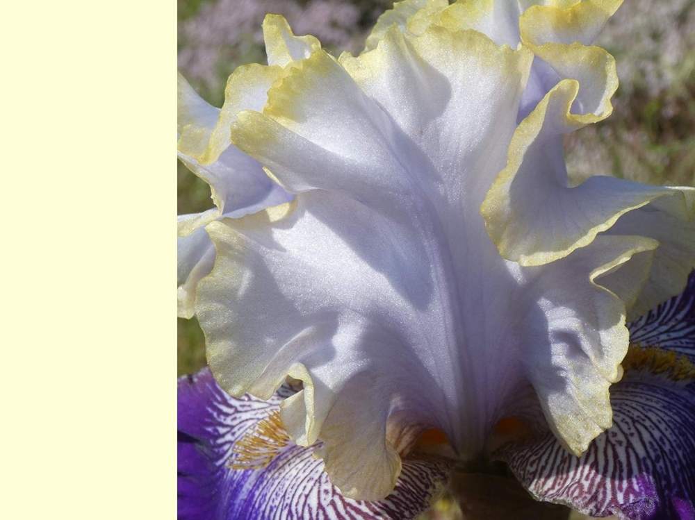 pétale de iridaceae iris barbu cv. 'slovak prince'