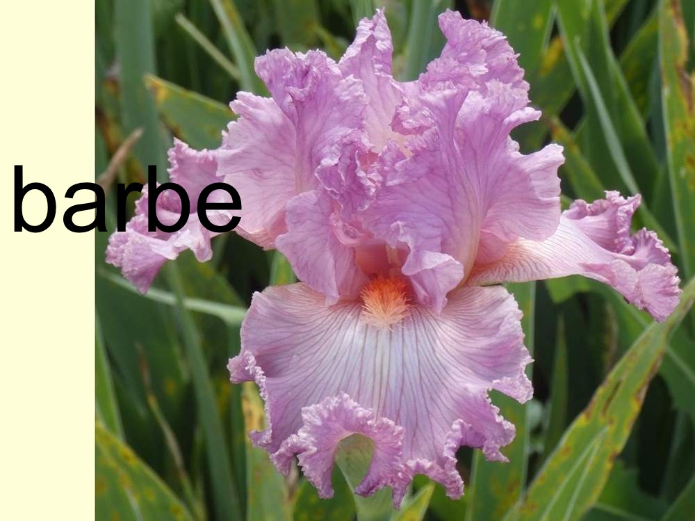 barbe de iridaceae iris barbu cv. 'social graces'