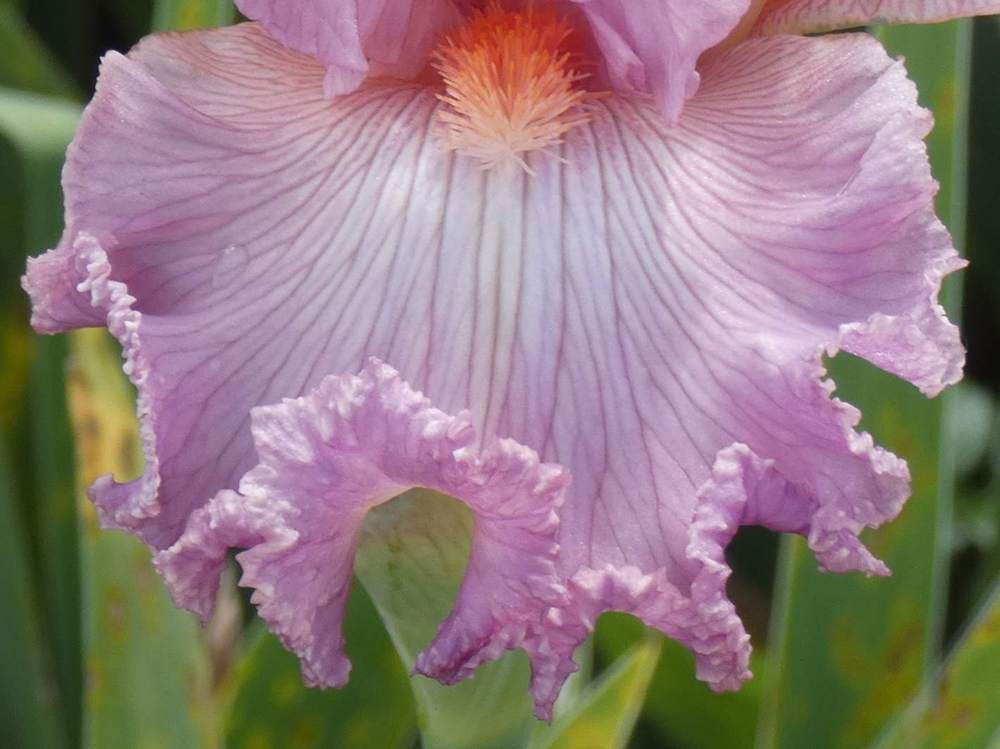 sépale de iridaceae iris barbu cv. 'social graces'