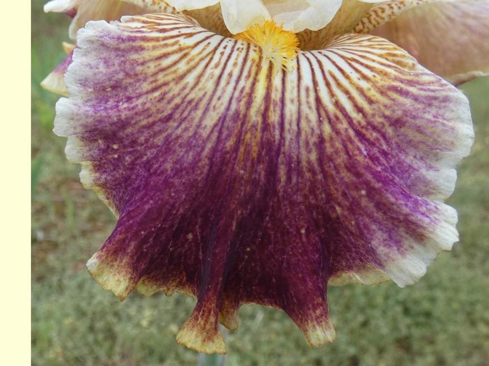 sépale de iridaceae iris barbu cv. 'sordid lives'