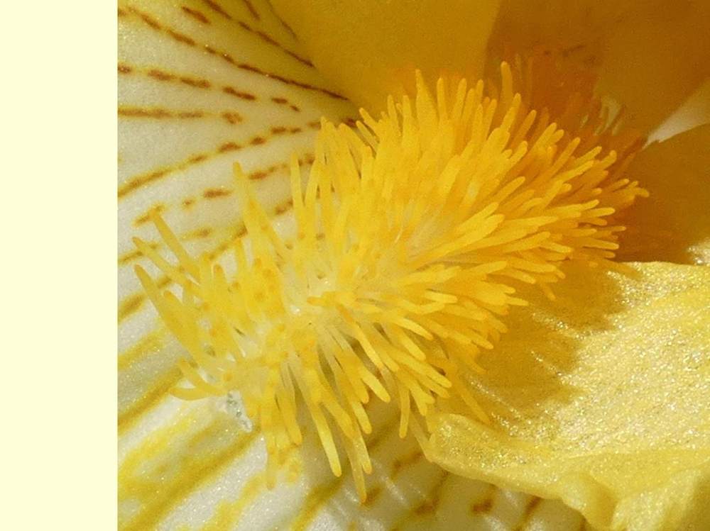 barbe de iridaceae iris barbu cv. 'spirit of memphis'