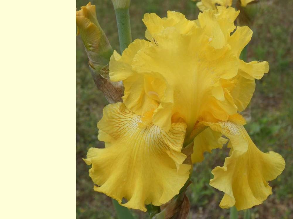 iridaceae iris barbu cv. 'spirit of memphis'