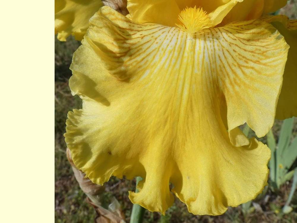 sépale de iridaceae iris barbu cv. 'spirit of memphis'
