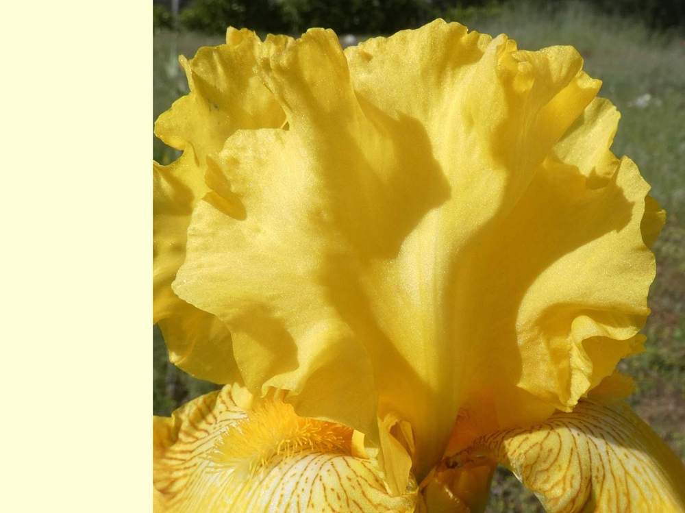 pétale de iridaceae iris barbu cv. 'spirit of memphis'