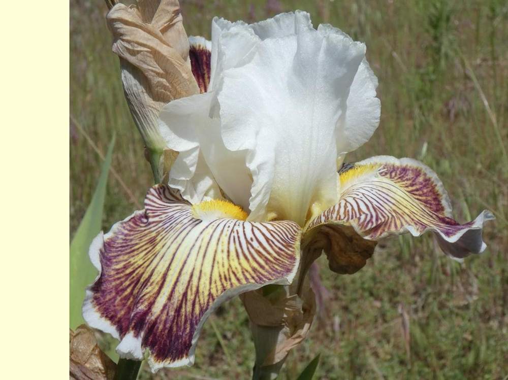 iridaceae iris barbu cv. 'spring madness'