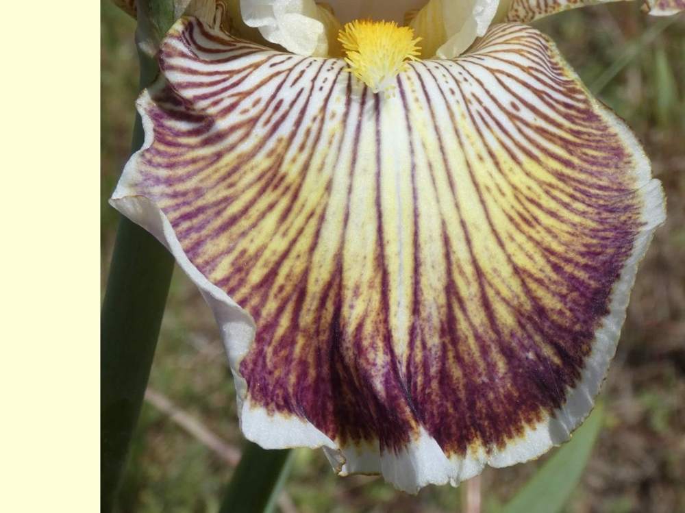 sépale de iridaceae iris barbu cv. 'spring madness'