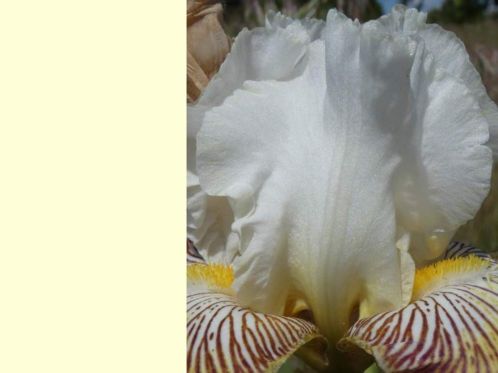 pétale de iridaceae iris barbu cv. 'spring madness'