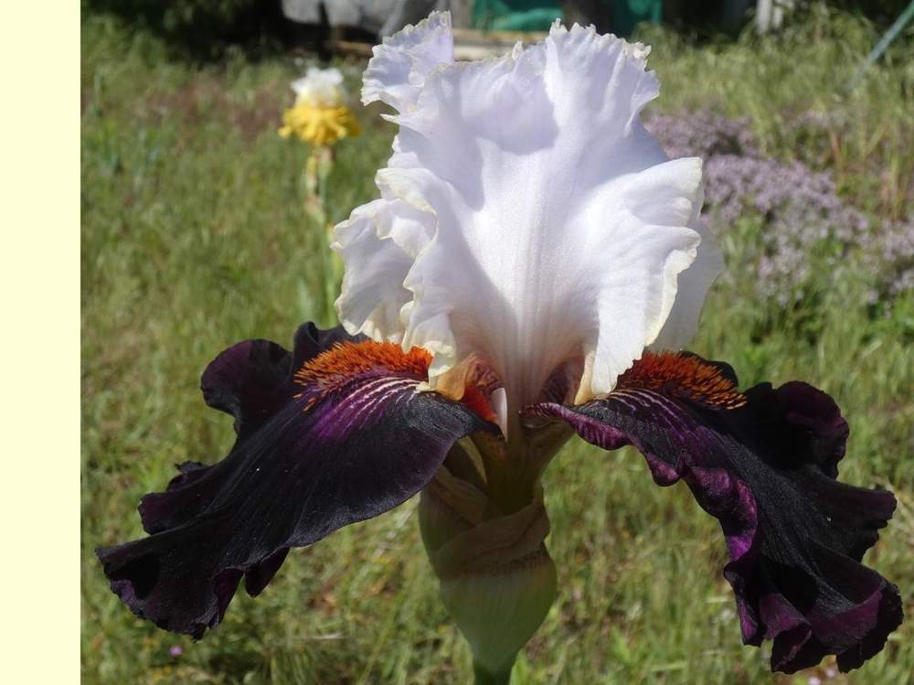 iridaceae iris barbu cv. 'starring'