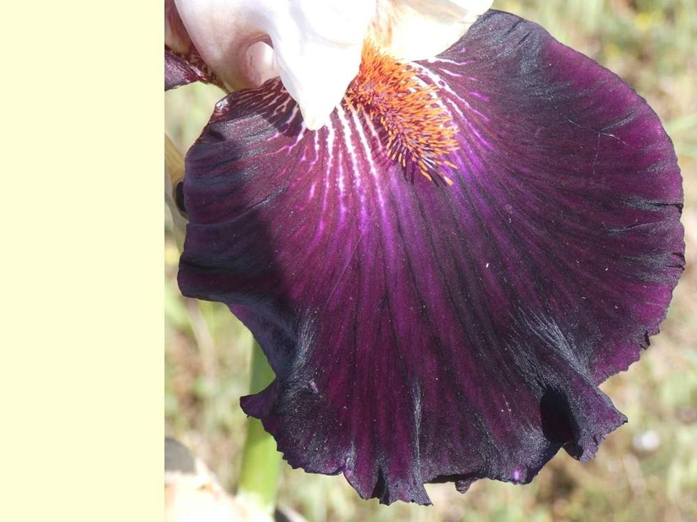 sépale de iridaceae iris barbu cv. 'starring'