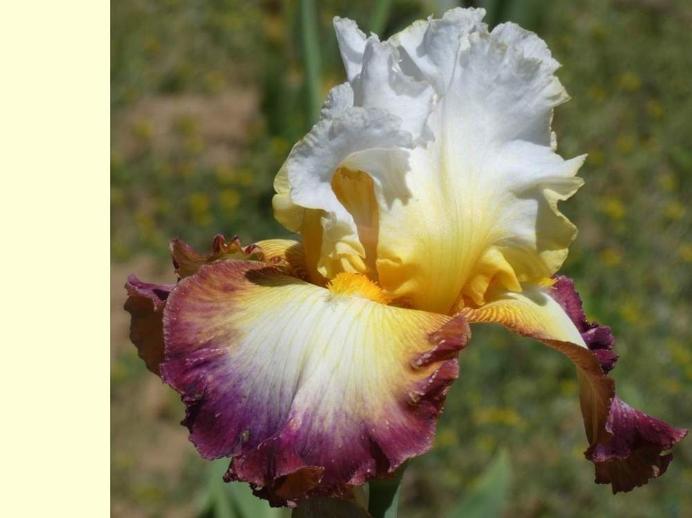 iridaceae iris barbu cv. 'starship enterprise'