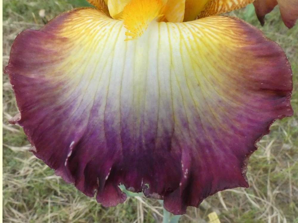 sépale de iridaceae iris barbu cv. 'starship enterprise'