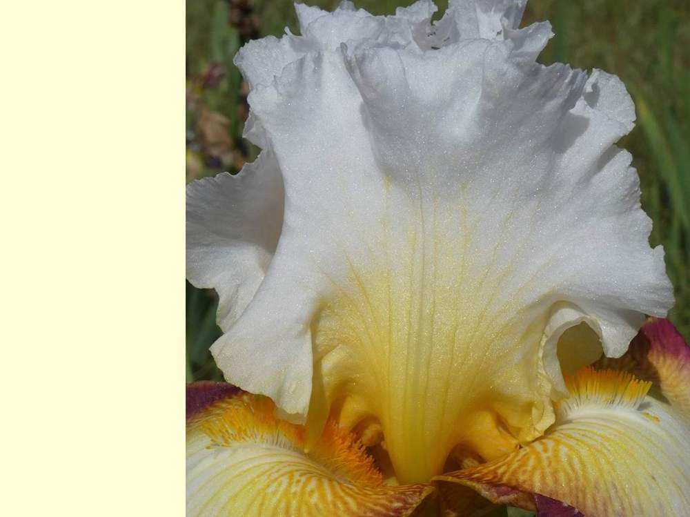 pétale de iridaceae iris barbu cv. 'starship enterprise'