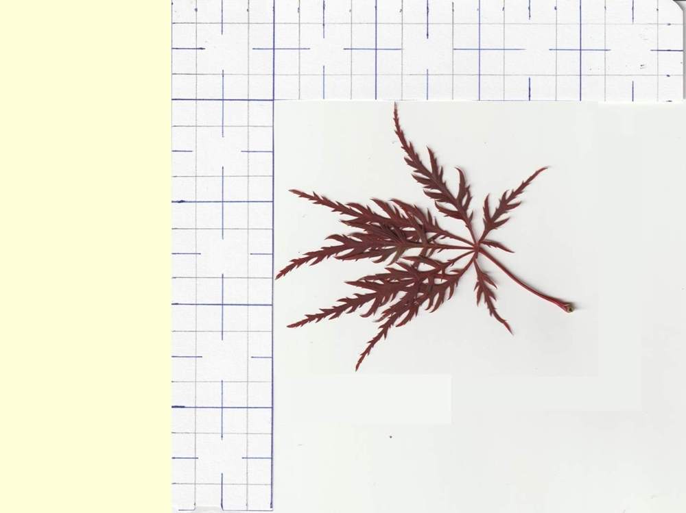 Aceraceae Acer palmatum ssp. matsumurae gr. dissectum cv. 'stella rossa'