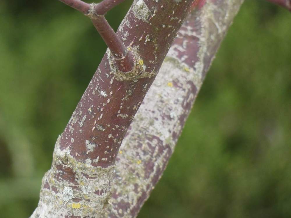 écorce de aceraceae acer palmatum ssp. matsumurae gr. dissectum cv. 'stella rossa'