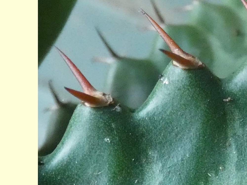 aréole-auguillon de euphorbiaceae euphorbia stellata