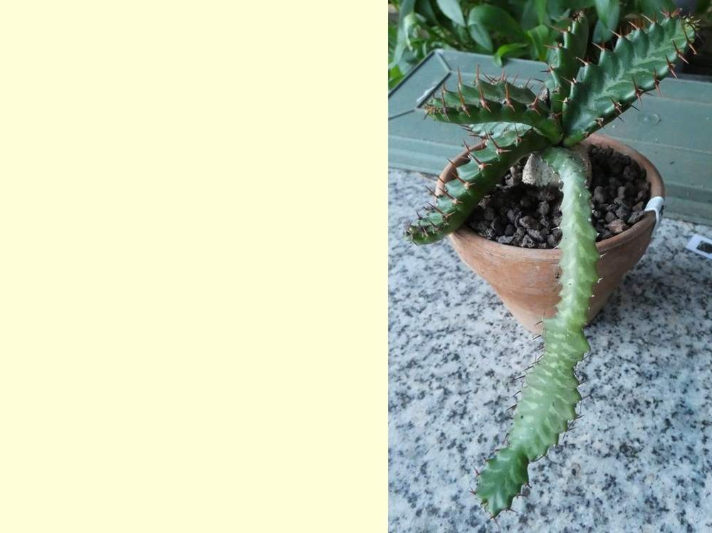 euphorbiaceae euphorbia stellata