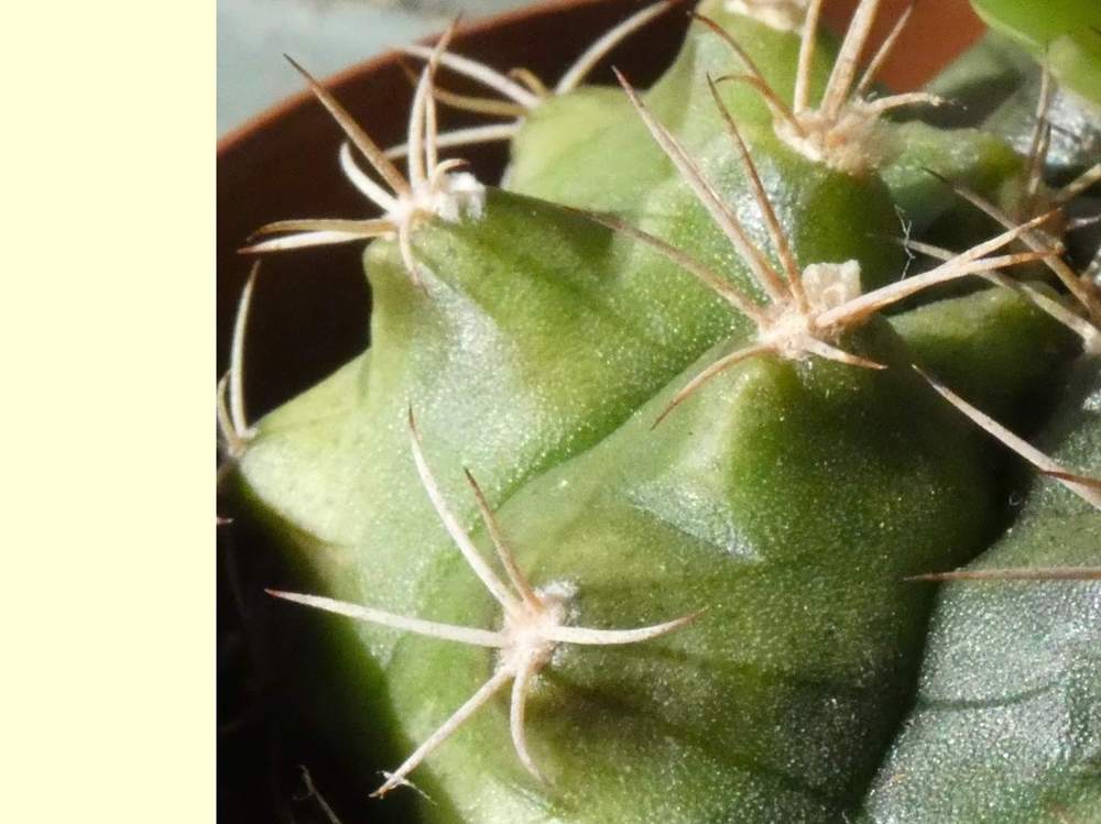 aréole-aiguillon de cactaceae gymnocalycium stenopleurum