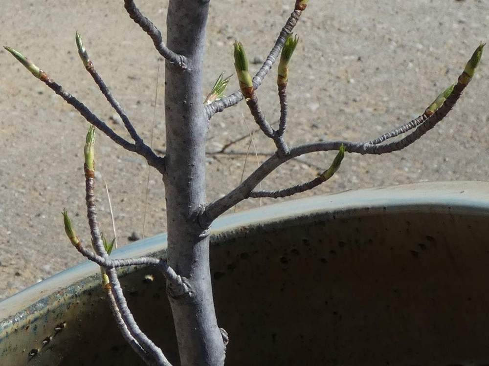 écorce de altingiaceae liquidambar styraciflua