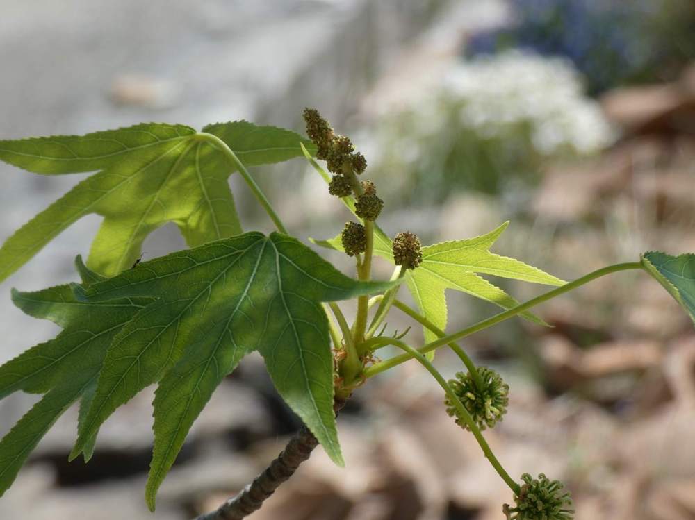 fruit de altingiaceae liquidambar styraciflua